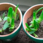 jak-mnozit-aloe-z-listu.webp.webp